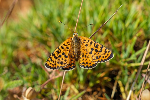 Фото Оранжево-черная бабочка на траве на луге