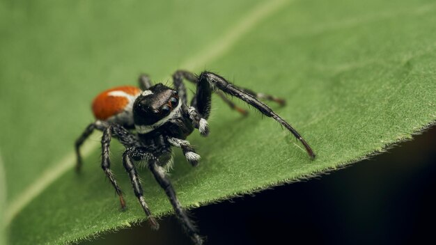 An orange and black Jumper Spider perched on a green leaf