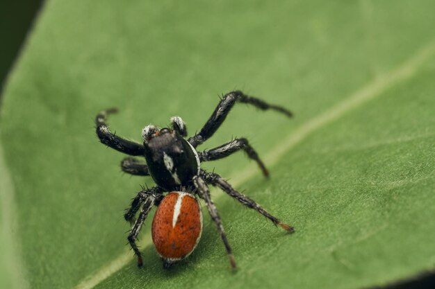 An orange and black Jumper Spider perched on a green leaf