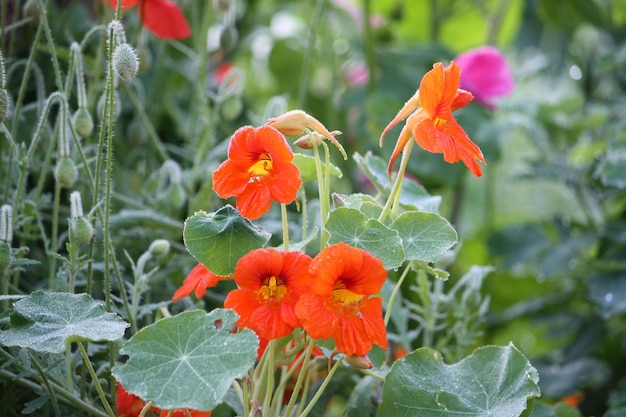 Orange bloomed nasturtium in the summer garden