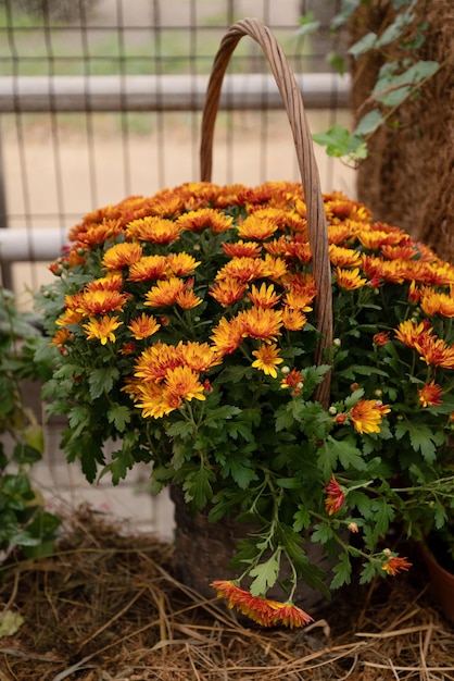 Orange blooming chrysanthemum autumn flowers in wicker basket