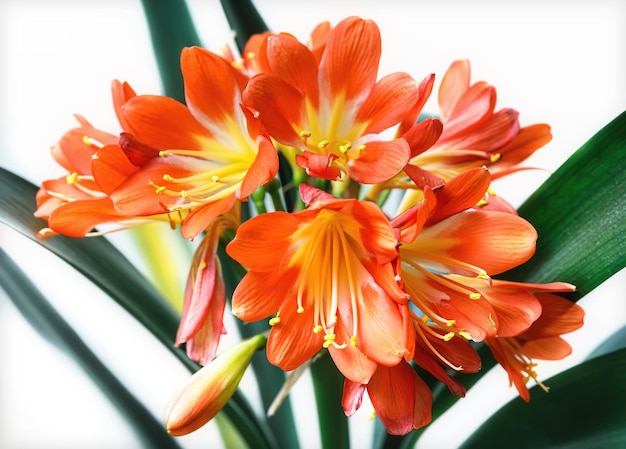 오렌지 피는 clivia miniata 꽃