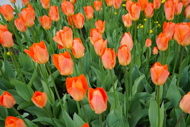 Orange blooming tulips in flower bed, top view.