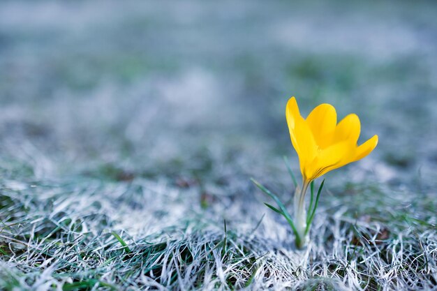 Eschscholzia californica とも呼ばれるカリフォルニアポピーのオレンジ色の花