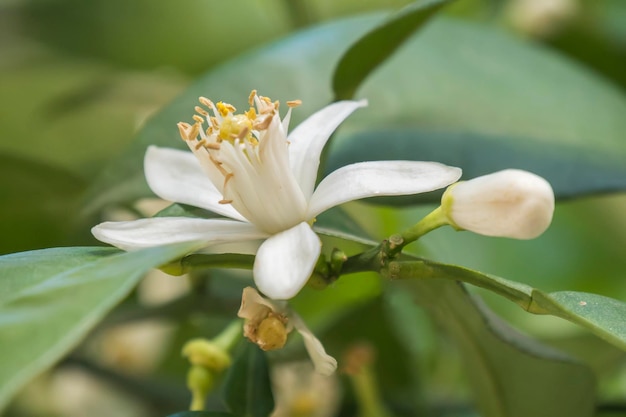 Orange blossom in spring azahar flower