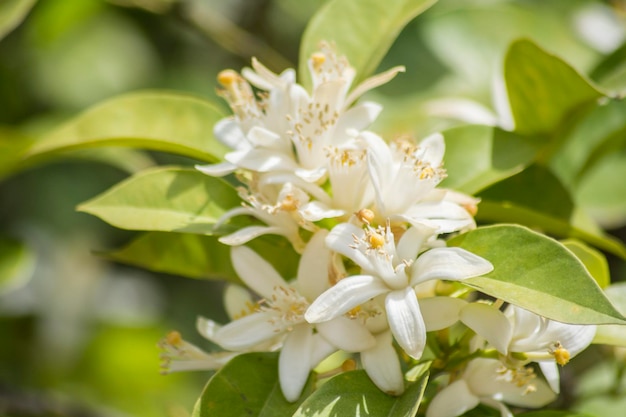 Orange blossoms in spring