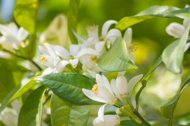 Orange blossoms in spring