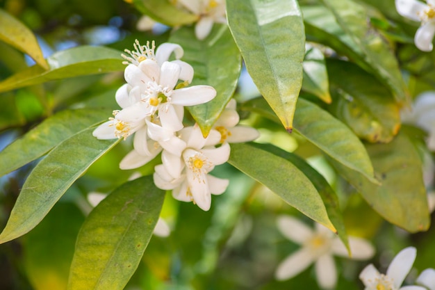 Orange blossoms in spring