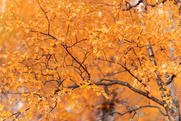 Orange blurred tank autumn background birch branch natural autumn color red foliage mood