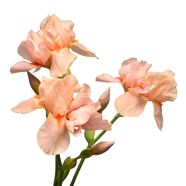 Orange bouquet iris flower isolated on white background Easter Summer Spring Flat lay top view Love Valentine's Day