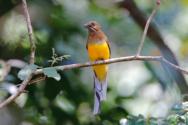 Оранжево-грудные трогоны Harpactes oreskios Красивые женские птицы Таиланда