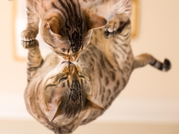 Orange brown bengal cat reflecting in mirror