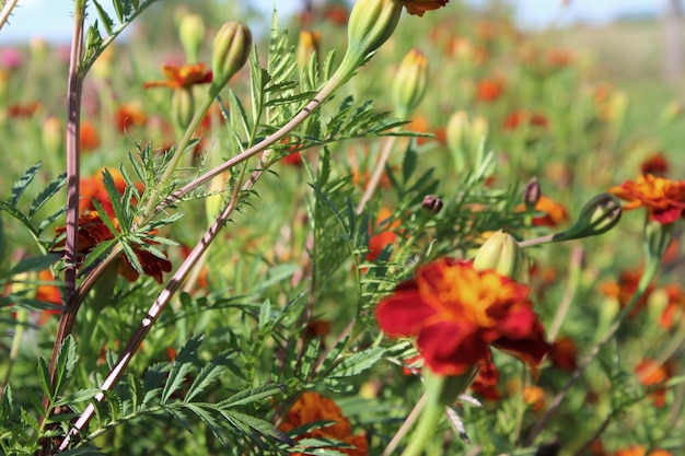 Orange and brown marigold flowers blooming in field garden