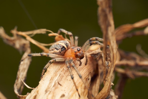 Orange and brown spider on a dry branch