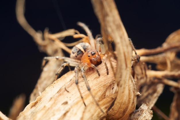 Оранжевый и коричневый паук на сухой ветке