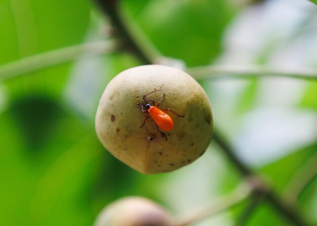 Photo orange bug on a green fruit