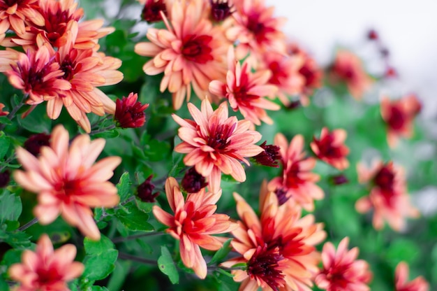 Orange burgundy flowers cresanthemum closeup on a blurry background