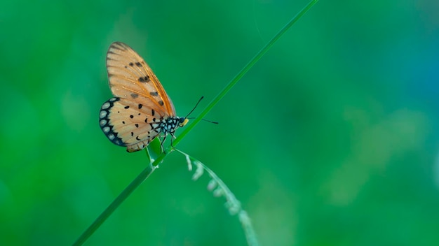 Photo an orange butterfly acraea terpsicore