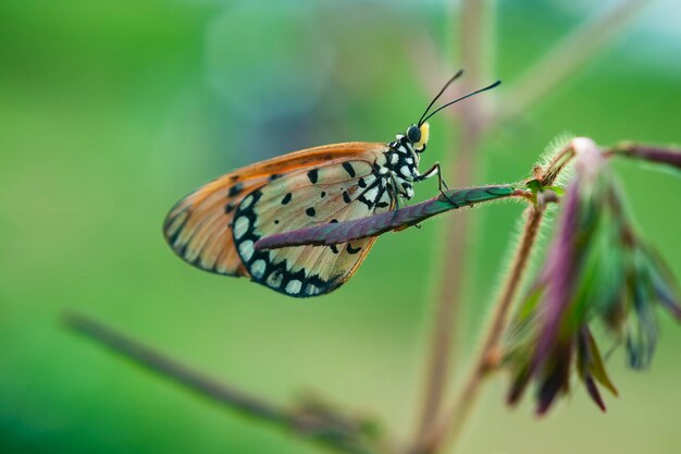 Photo an orange butterfly acraea terpsicore