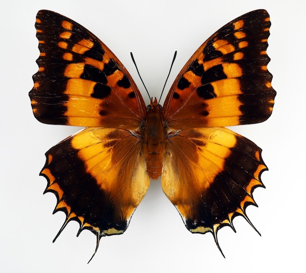 オレンジ色の蝶が白で隔離。 Charaxes andranogorus マクロをクローズ アップ、コレクションの蝶、