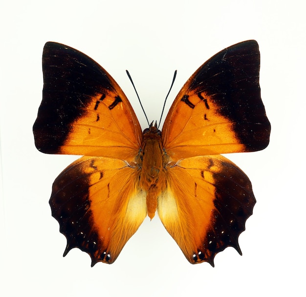 Orange butterfly isolated on white. charaxes latona macro close\
up, collection butterflies, insects