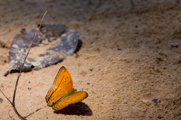 Farfalla arancione sulla sabbia.