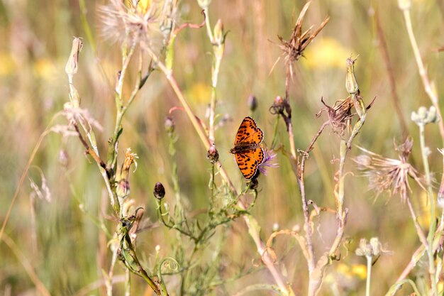 Farfalla arancione seduta su una soletta di un prato