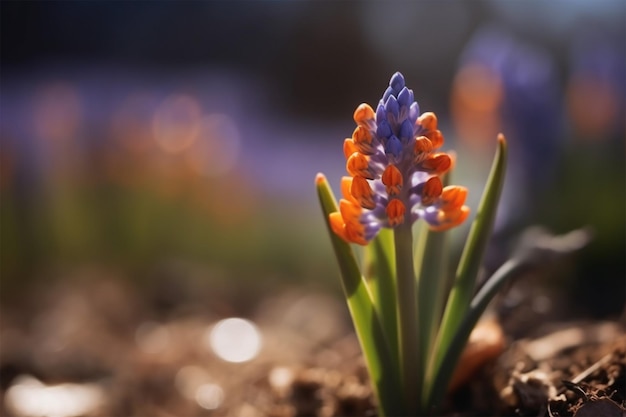 紫色のムスカリの花にオレンジ色の蝶