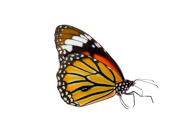 Orange butterfly on white background Isolate