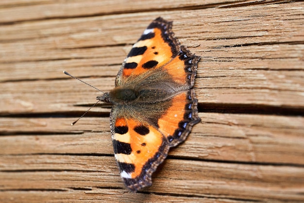 Farfalla arancione con le ali aperte su uno sfondo di legno