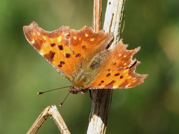 Foto farfalla arancione