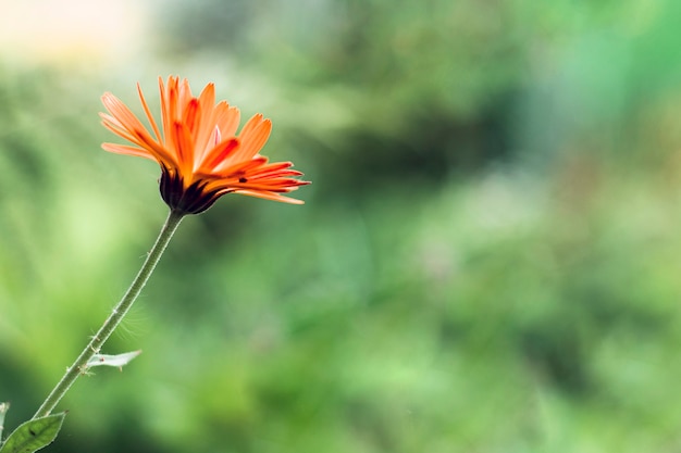 写真 緑のぼやけた背景にオレンジ色のキンセンカの花。コピースペース