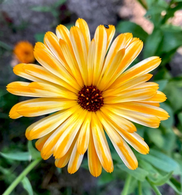 Orange calendula flowers. Blooming marigold flowers. Fresh organic calendula marigold flowers