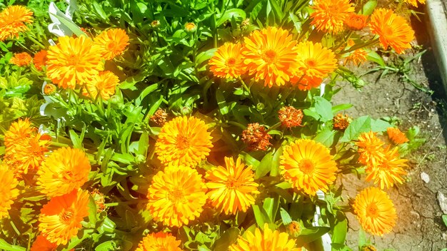 Orange calendula flowers in a light wind on a sunny day against a background of green grass. Close-up