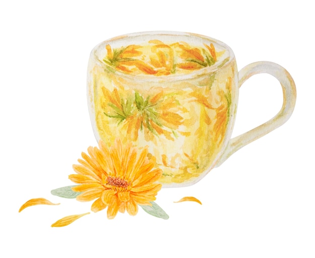 Orange calendula officinalis and a cup of herb tea Watercolor hand drawn illustration Botanical element for labels eco goods textiles natural herbal medcine cosmetics