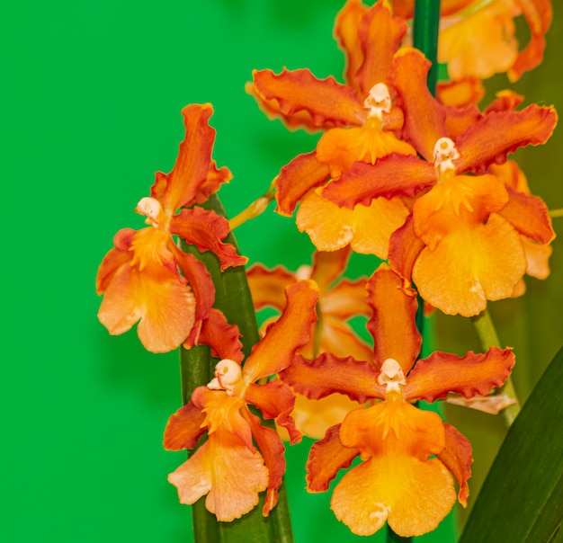 Фото Оранжевая камбрия кататантская орхидея, цветущая