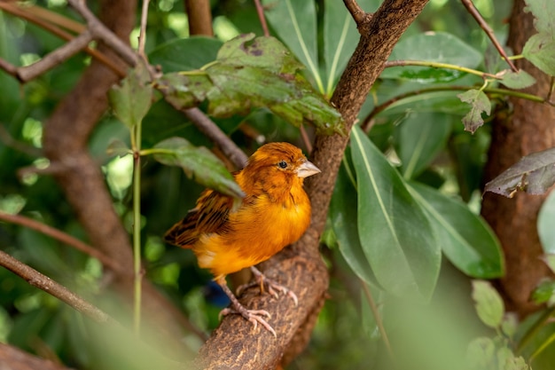 Orange canary bird sitting on a tree branch between green leaves