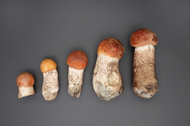 Orange cap boletus in a row