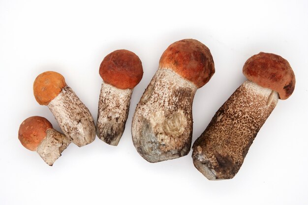 Orange cap boletus in a row