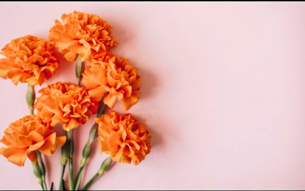 Orange carnation flowers on pink background Flat lay top view