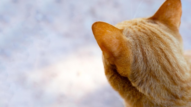 Orange cat on cement floor