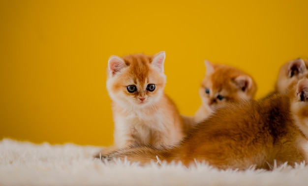 주황색 고양이 귀여운 고양이 귀여운 애완동물 자는 새끼 고양이 귀여운 새끼 고양이 고양이 성장 성숙도 고양이의 모습과 순수함