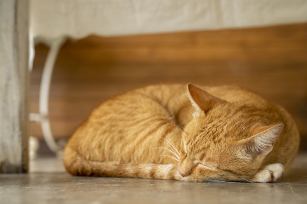 写真 雨の日にオレンジ色の猫が寝ています。