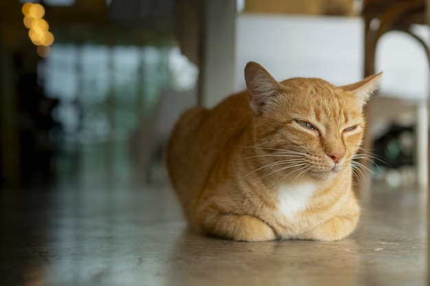 雨の日にオレンジ色の猫が寝ています。