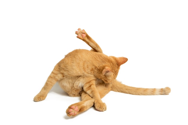 Orange cat isolated on white background