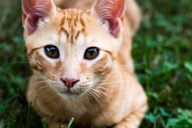 カメラを見ているオレンジ色の猫の子犬