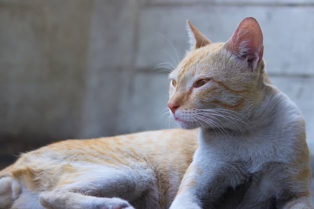 Orange cat relaxing on the ground