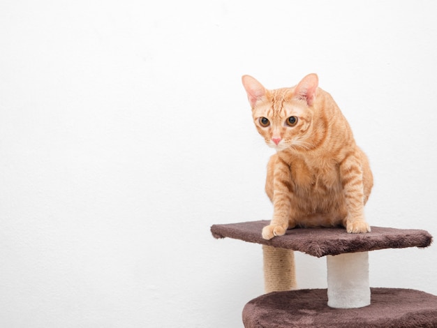 Orange cat sit on cat tree look at camera on white background