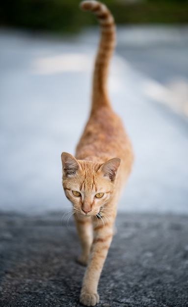 オレンジ色の猫の歩行