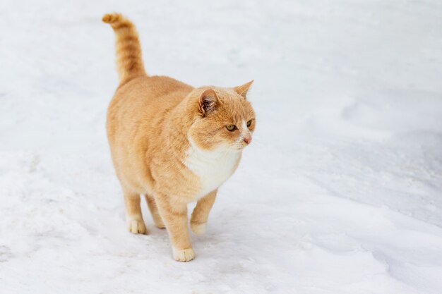 オレンジ色の猫が冬に雪の中を歩く_